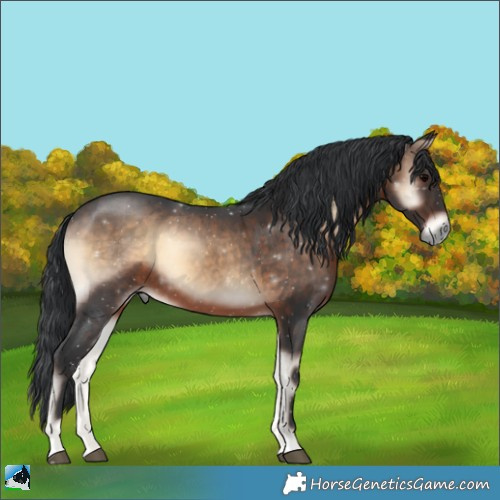 Horse Color:Brown Onyx Rabicano 