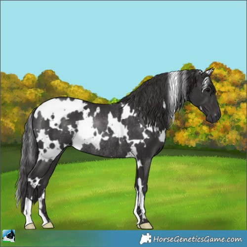 Horse Color:White Spotted Smoky Black Mushroom Rabicano 