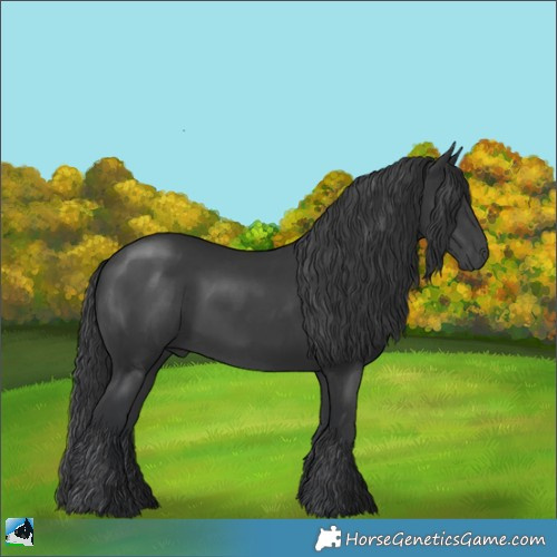Horse Color:Black 