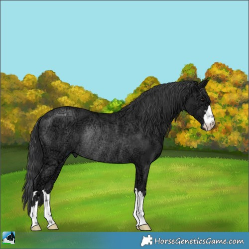 Horse Color:Black Ice Rabicano 