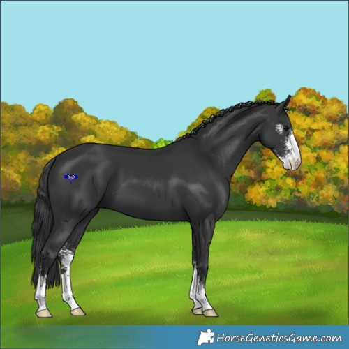 Horse Color:Black Sabino 
