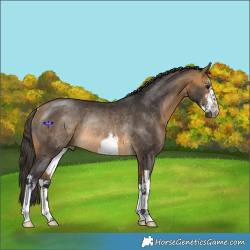 Horse Color:White Spotted Buckskin Rabicano 