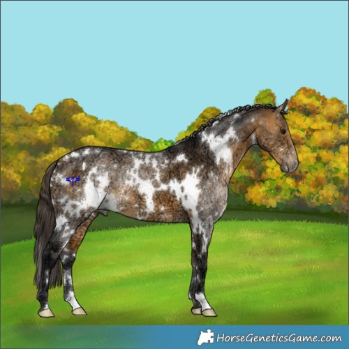 Horse Color:White Spotted Buckskin Ice 