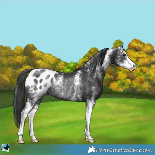 Horse Color:Black Sabino Appaloosa Rabicano 