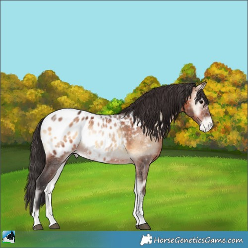 Horse Color:Brown Onyx Sabino Appaloosa 