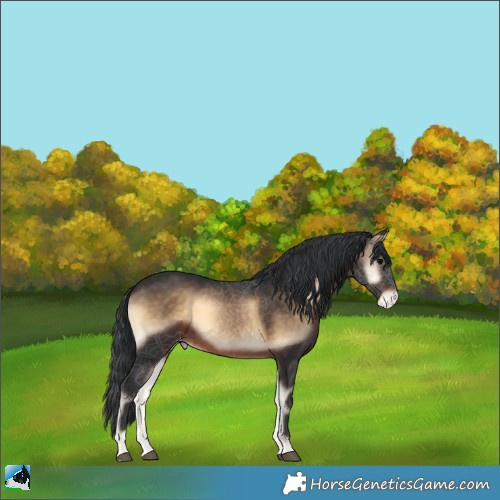 Horse Color:Brown Onyx Appaloosa 