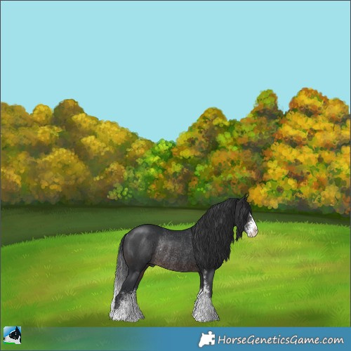 Horse Color:Brown Sabino Rabicano 