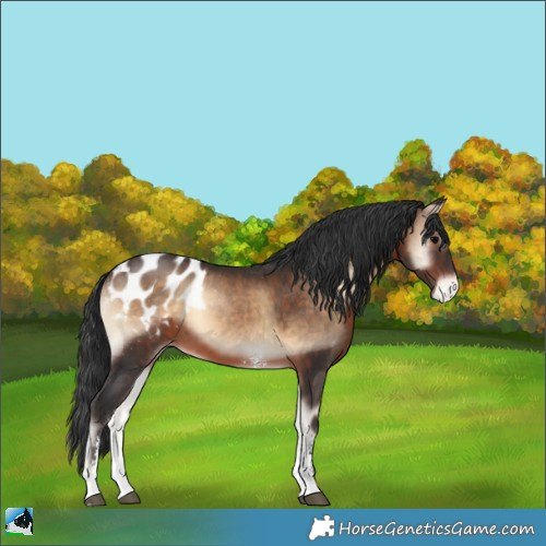 Horse Color:Brown Onyx Sabino Appaloosa 
