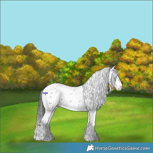 Horse Color:Black Ice Sabino Rabicano 