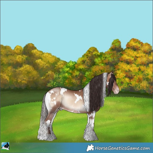 Horse Color:White Spotted Sable Champagne Onyx Rabicano 