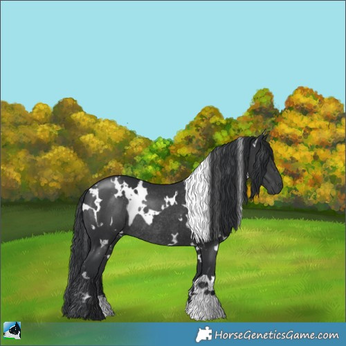 Horse Color:White Spotted Black Rabicano 