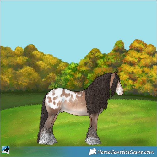 Horse Color:Sable Champagne Sabino Blanket Rabicano 