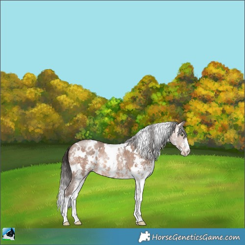 Horse Color:White Spotted Sable Champagne Sabino Appaloosa Rabicano 
