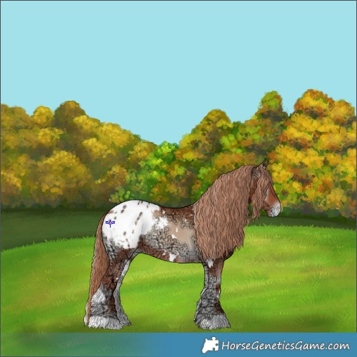 Horse Color:White Spotted Gold Champagne Ice Onyx Appaloosa Rabicano 