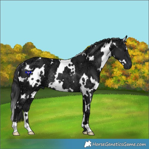 Horse Color:White Spotted Black Ice Rabicano 