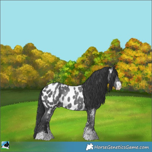 Horse Color:Black Sabino Appaloosa 