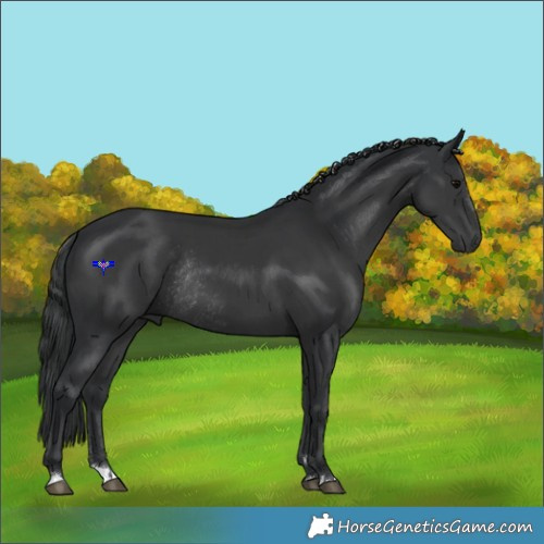 Horse Color:Black Rabicano 