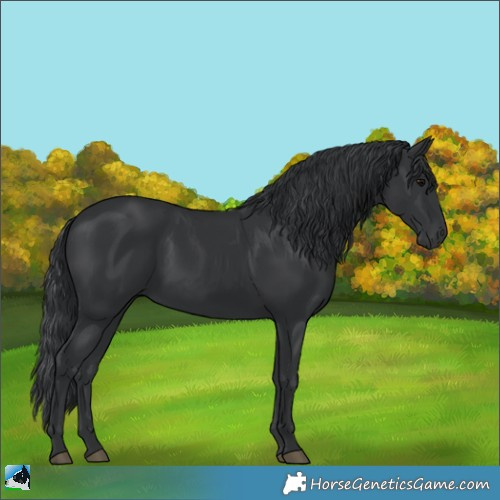 Horse Color:Black 