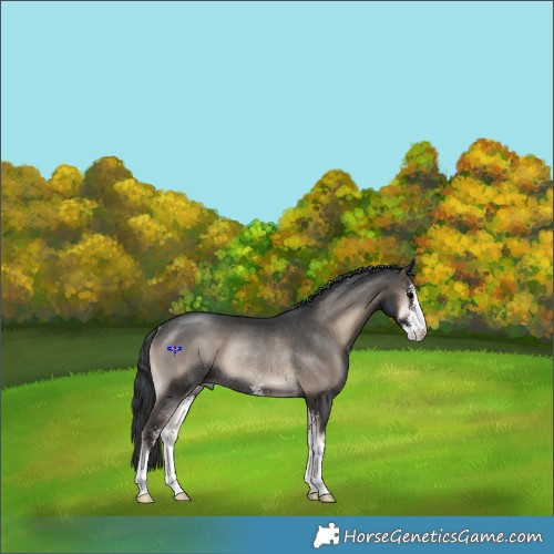 Horse Color:Blue Onyx Sabino Rabicano 