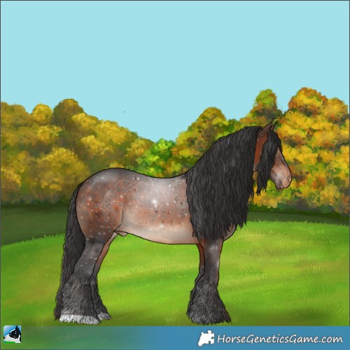 Horse Color:Brown Appaloosa 