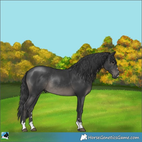Horse Color:Black Mushroom Rabicano 