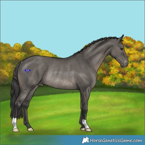 Horse Color:Grullo Appaloosa Rabicano 