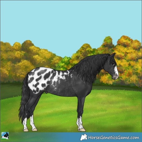 Horse Color:Black Appaloosa Rabicano 