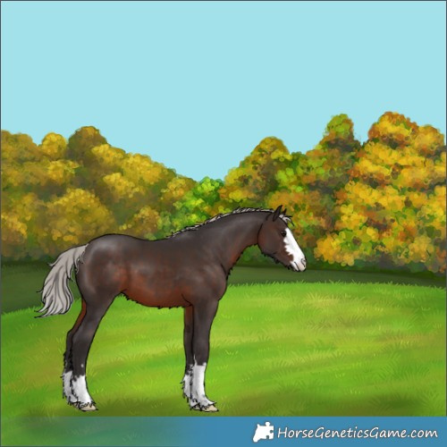 Horse Color:Silver Brown 