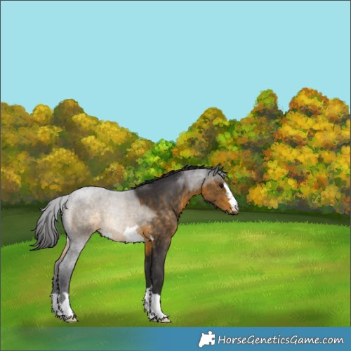 Horse Color:Buckskin 