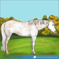 Horse Color:White Spotted Silver Classic Champagne Ice Dun Splash Rabicano 
