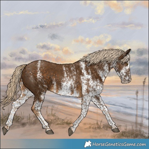 Horse Color:White Spotted Chocolate Palomino 