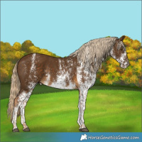 Horse Color:White Spotted Chocolate Palomino 