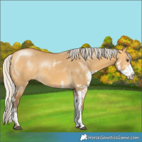 Horse Color:Silver Buckskin Dun Sabino 