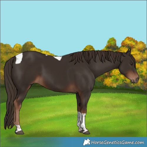 Horse Color:Liver Chestnut Tobiano 