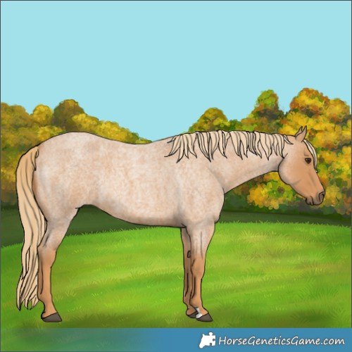 Horse Color:Red Roan Rabicano 