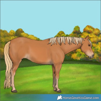Horse Color:Chestnut Rabicano