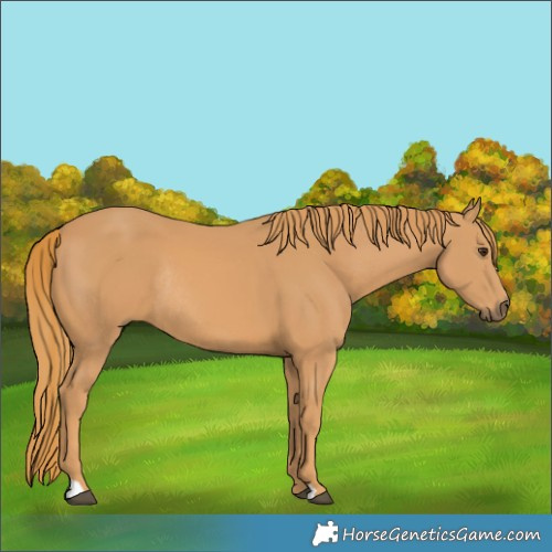 Horse Color:Chestnut Rabicano 