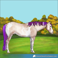 Horse Color:Painted Gold Champagne Ice Onyx Splash Tobiano 