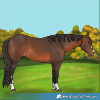 Horse Color:Brown 