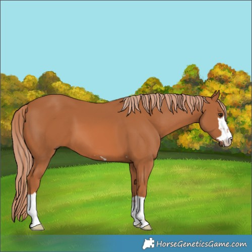 Horse Color:Chestnut 