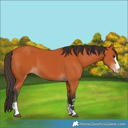 Horse Color:Bay 