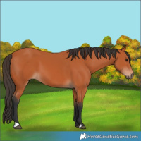 Horse Color:Bay 