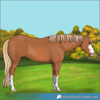 Horse Color:Chestnut 