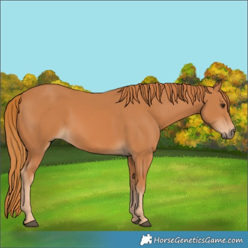 Horse Color:Chestnut 