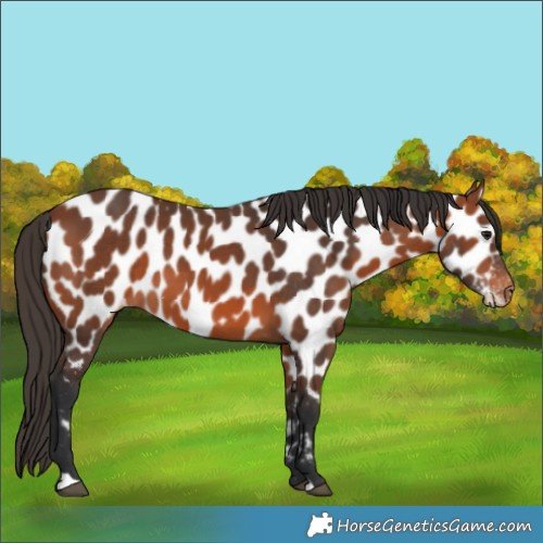 Horse Color:Bay Appaloosa 