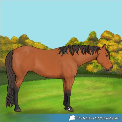 Horse Color:Bay 