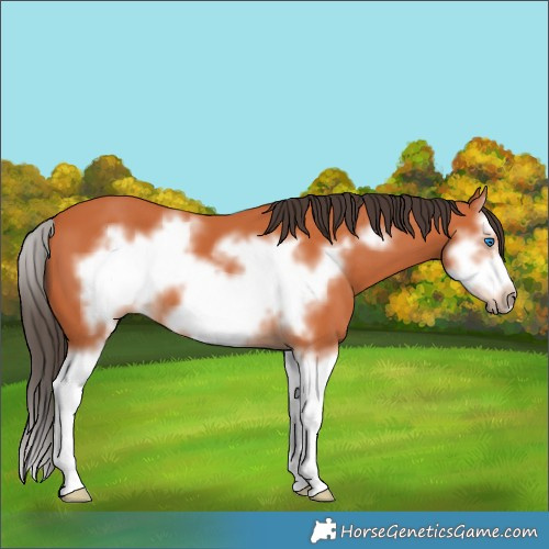 Horse Color:Bay Splash Frame 