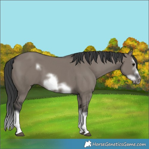 Horse Color:Grullo Splash Frame