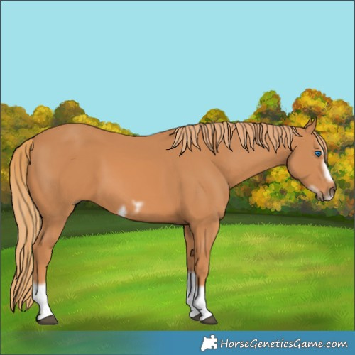 Horse Color:Chestnut Splash Frame