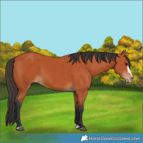 Horse Color:Bay Splash Frame 